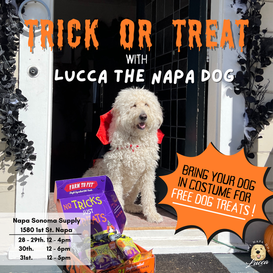 Trick or Treat with Lucca the Napa Dog!